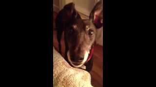 Dewey wants on the bed