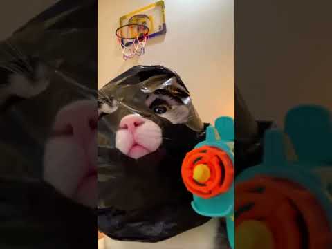 This Cat Just Rage Quit Life 🤣 #fyp #catoftiktok