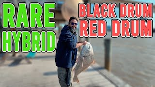 Rare Hybrid Drum Caught Fishing in Freeport Tx