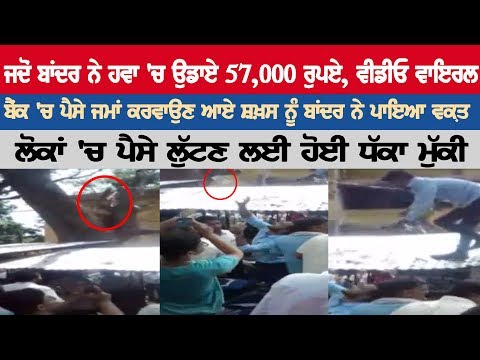 When the monkey fly Rs 57,000 in the air, the video went viral