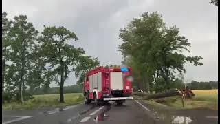 Wideo: Powalone drzewa przez silny wiatr na drodze nr 36 Lubin - cinawa