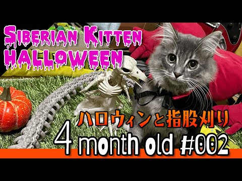 Siberian Cat 4month old (2) growth record #japan #kitten #Halloween