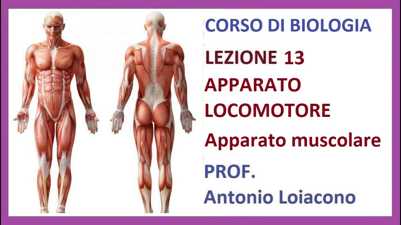 CORSO DI BIOLOGIA - Lezione 13 - L'APPARATO LOCOMOTORE , I muscoli.