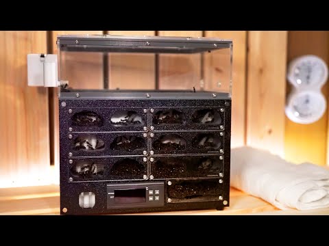 冬眠中のアリの巣をサウナに入れると…ヤバすぎた