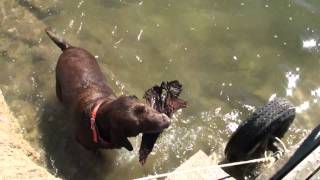 preview picture of video 'Labrador Retriever Goes Nuts to Fetch Huge Stick Swimming in Lake Travis'
