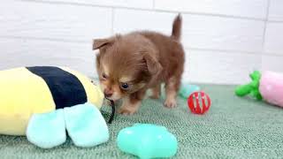 ハーフ犬の動画01