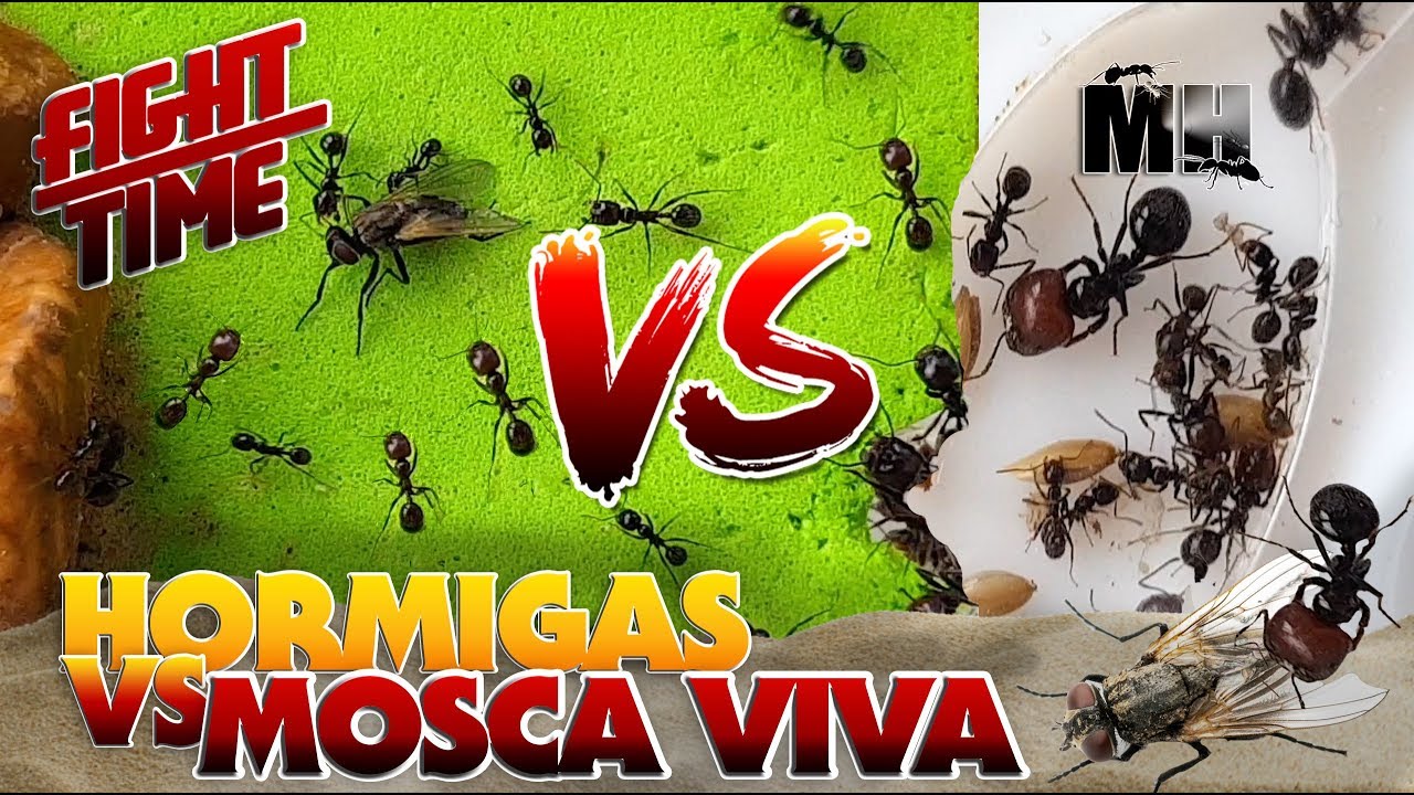 HORMIGAS VS MOSCA VIVA | Hormigas Messor Barbarus