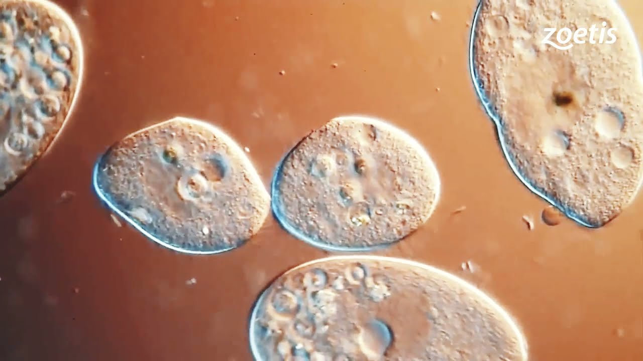 Watch Now Vacinar é um ato de amor e proteção Escolha o melhor para seus pets Vacinar é um ato de amor e proteção Escolha o melhor para seus pets