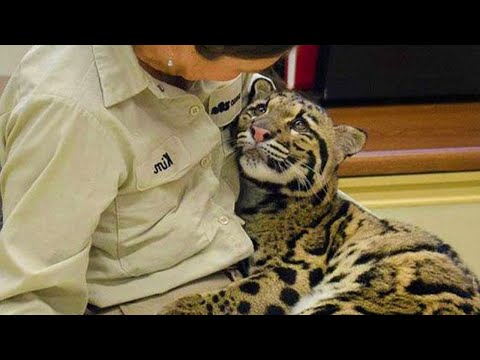When Animals Showing Love to Human by Their Cute Way