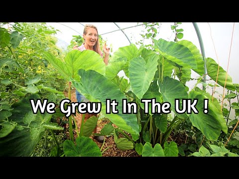 Garden to Plate: Growing and Harvesting Tropical TARO in the UK