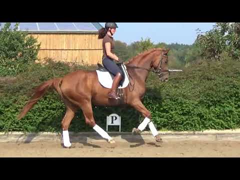 3-jährige Stute von Duisenberg