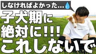 【失敗談】今から子犬を迎えるなら"絶対に"しないこと | 初心者がやりがちなミス【犬のしつけ】
