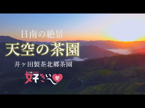日南の新茶が好きぃ～❤天空の茶園