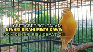 Download lagu kenari gacor panjang Cuit Cuit EMOSI, Pancingan Kenari Paud Belajar Bunyi, terapi AMPUH Kenari MACET mp3 Download lagu kenari gacor panjang Cuit Cuit EMOSI, Pancingan Kenari Paud Belajar Bunyi, terapi AMPUH Kenari MACET mp3