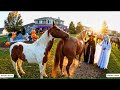 Wild Horse Mating Scene At Halloween Day