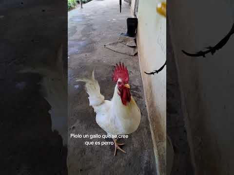 Piolo el gallo que se cree que es perro. Nancito Remedios provincia de Chiriqui