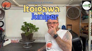 Itoigawa Juniper Bonsai - Pruning and Shaping
