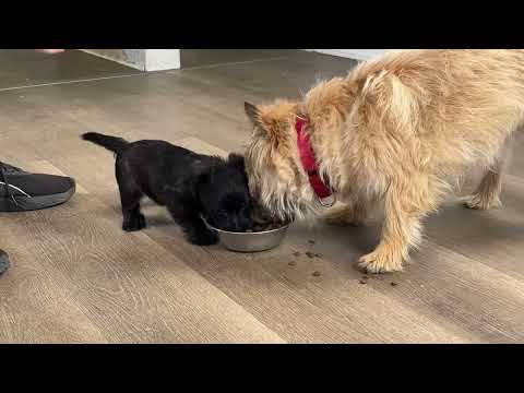 Wesenstest für Cairn-Terrier-Welpen | Northwest Cairn Terrier | Quinn x Duke
