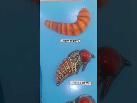 LIFE HISTORY OF HONEY BEE
