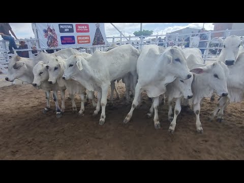 Feira de gado em jupi-Pe 09-11-2025 com muito gado 
