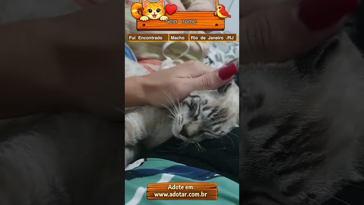 Gato raça SRD-ViraLata idade 2 a 6 meses nome Sem nome 