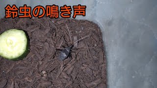 鈴虫の鳴き声【野生の鈴虫】