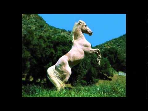 download lagu mp3 mp4 Y Se Amaron Dos Caballos, download lagu Y Se Amaron Dos Caballos gratis, unduh video klip Y Se Amaron Dos Caballos