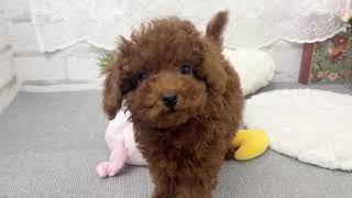 タイニープードルの動画01