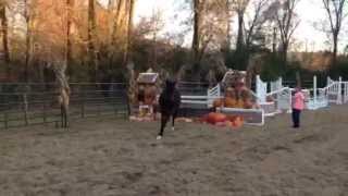 SOLD/ For Sale: Fancy Sir Gregory Colt 3 yr old Hunter Prospect