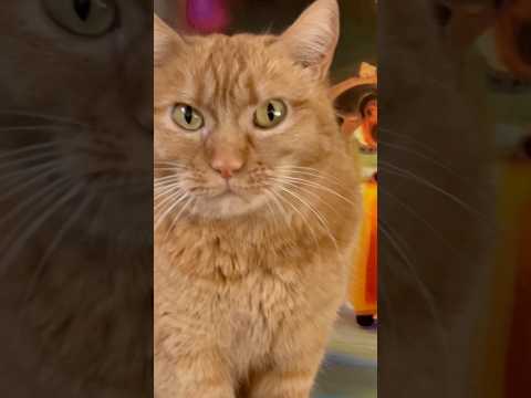 Andie (F), an adoptable British Shorthair & Tabby Mix in Los Angeles, CA_image-1