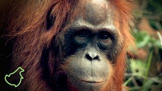 preview picture of video 'Wildlife Reserve Lamandau in Kalimantan, Borneo, Indonesia'