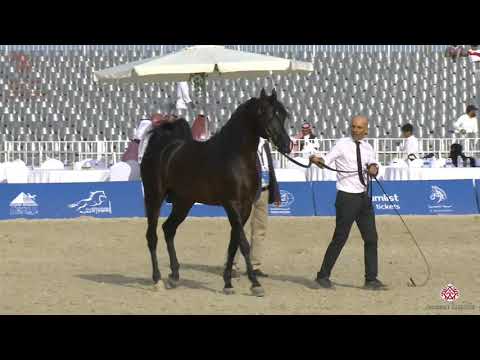 N 280 MAGIC OF SHAWAN   Asharqia Arabian Horse Classic 2020   Stallions 7 9 Years Old Class 11