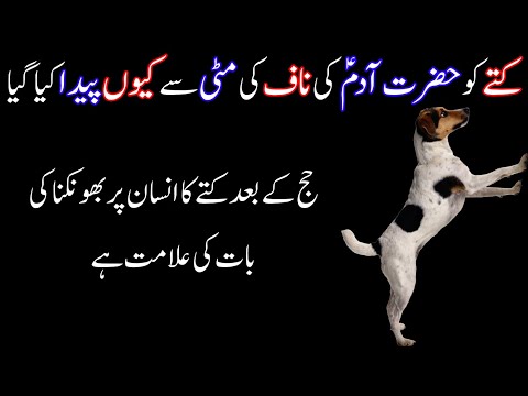 Real Effect and Reality Of Dog in Your Home - کتے کو انسانی جسم میں سے کیوں پیدا کیا گیا
