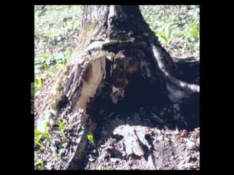 MAFIA OCOLUL PADURENI. com GRAJDURI jud IASI