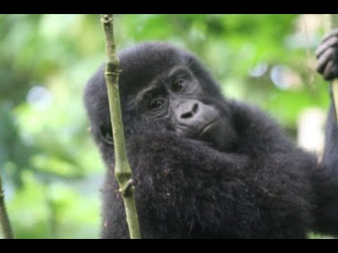 COVID-19 related poaching surge threatens Gorillas