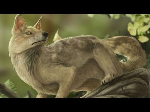 The Evolution of the Dog