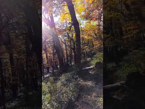 ¿Habra alguna forma de que el #otoño perdure por siempre? #paisajes #sinfiltro #short #nature 2025