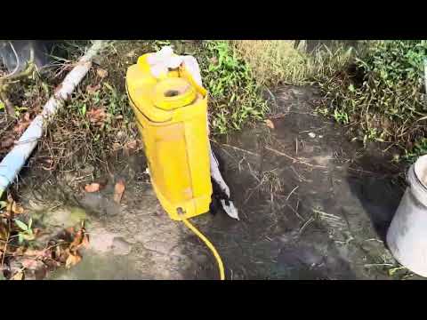 Ngày 20 tháng 8 âm lịch chăm sóc cây mai con như thế nào