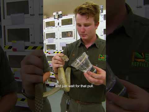 This Is How You Know A King Brown  Snake Is About To Attack | #untamed #shorts #snakes #venomous