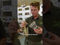 This Is How You Know A King Brown  Snake Is About To Attack | #untamed #shorts #snakes #venomous