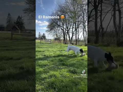 Ramón el Perro 🐶 #canal #peruanaensuecia #vlog #youtube #shortvideo #follow #tiktok #perros #hund