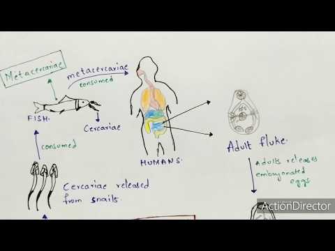 TAENIA tenia SOLIUM BY PHANINDRA GUPTHA