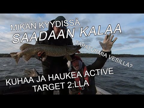 LOKAKUUN KUHAA JA HAUKEA | HAAVEREITA JA SULAMISIA