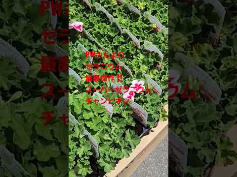 ゼラニウムをいつ地面に植えるのですか？どこに表示するのですか?それらを維持するにはどうすればよいでしょうか?  庭園