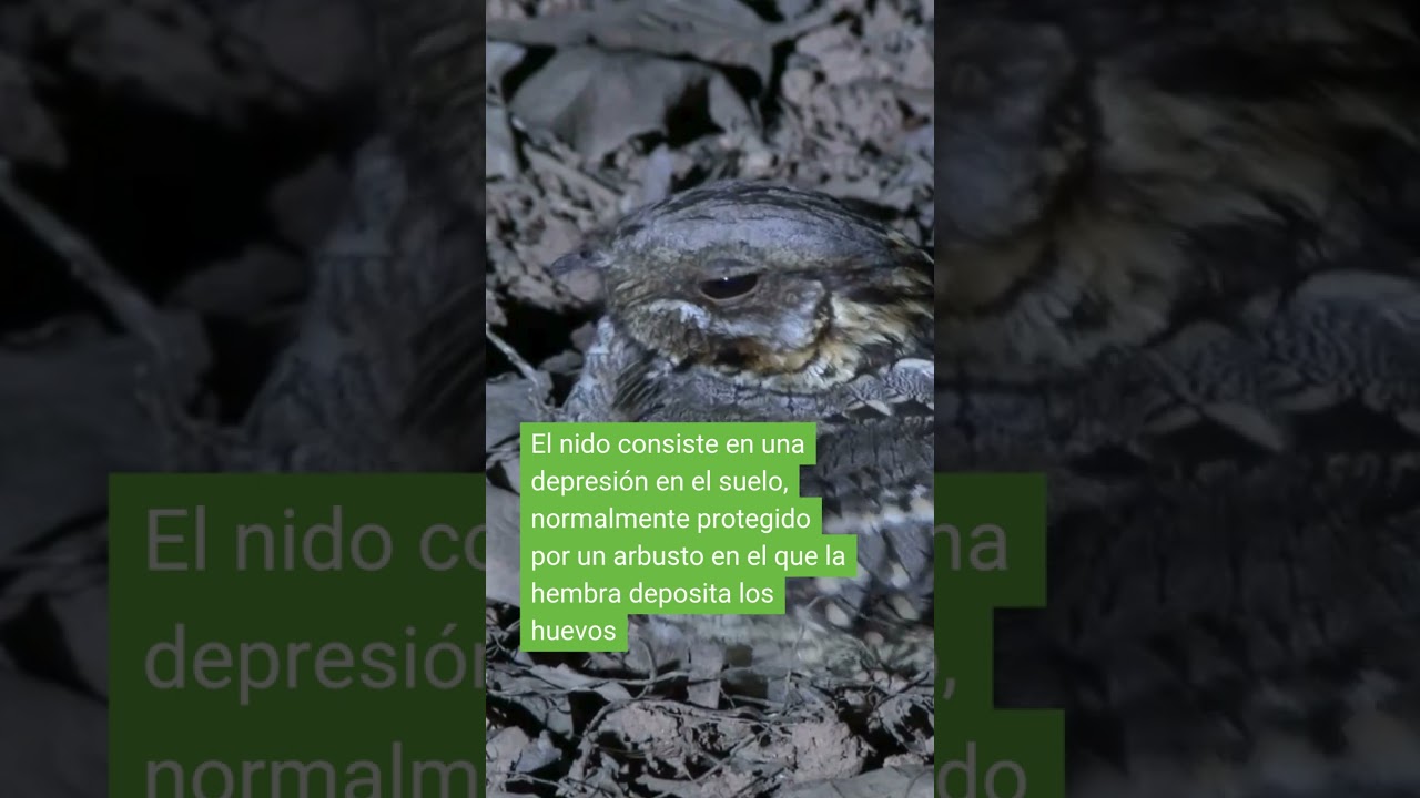 Su reproducción es un misterio