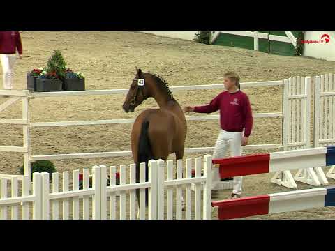 Diemo  (Dinken - Cascavelle) 2018 Holsteiner Körung free jumping