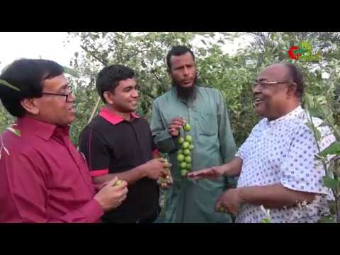 কাশ্মীরি আপেল কুলঃ ১ম বছরেই বিঘা প্রতি আয় ৪ লক্ষ টাকা; রপ্তানী হচ্ছে লন্ডনেও