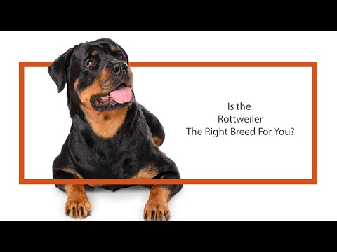 Rottweiler Video