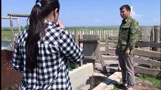 В Хакасии есть ферма с ванной для овец
