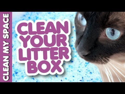 How to Keep the Litter Box Fresh & Clean! Easy Ideas for Cleaning Up After Your Cat (Clean My Space)